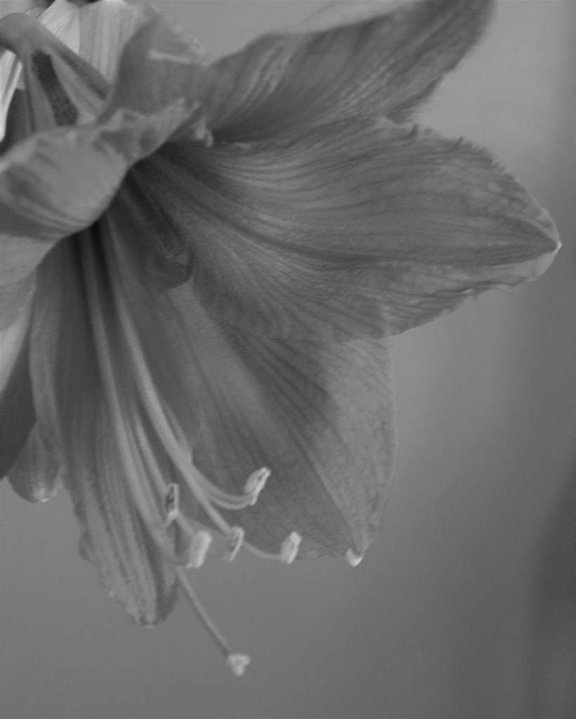 The Last Amaryllis by daisymiller