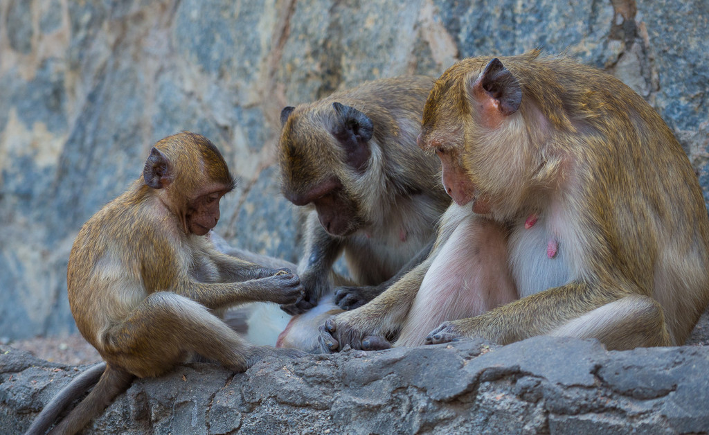 Four Monkeys by fotoblah