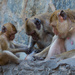 Four Monkeys by fotoblah