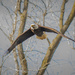 and there was an eagle just sitting there by jackies365