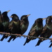 Darling Starlings by kareenking