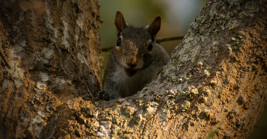 Squirrel in the Fork! by rickster549