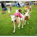 Sheep Racing... by julzmaioro