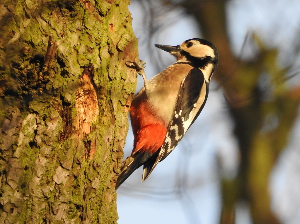 Great Spotted Wood Pecker by oldjosh