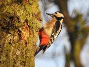 7th Feb 2017 - Great Spotted Wood Pecker