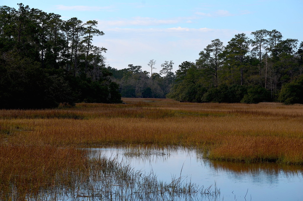 Wood and marsh, Charles Towne Landing State Historical Site, Charleston, SC by congaree