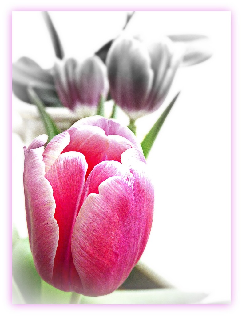 Tulips - 2 by beryl