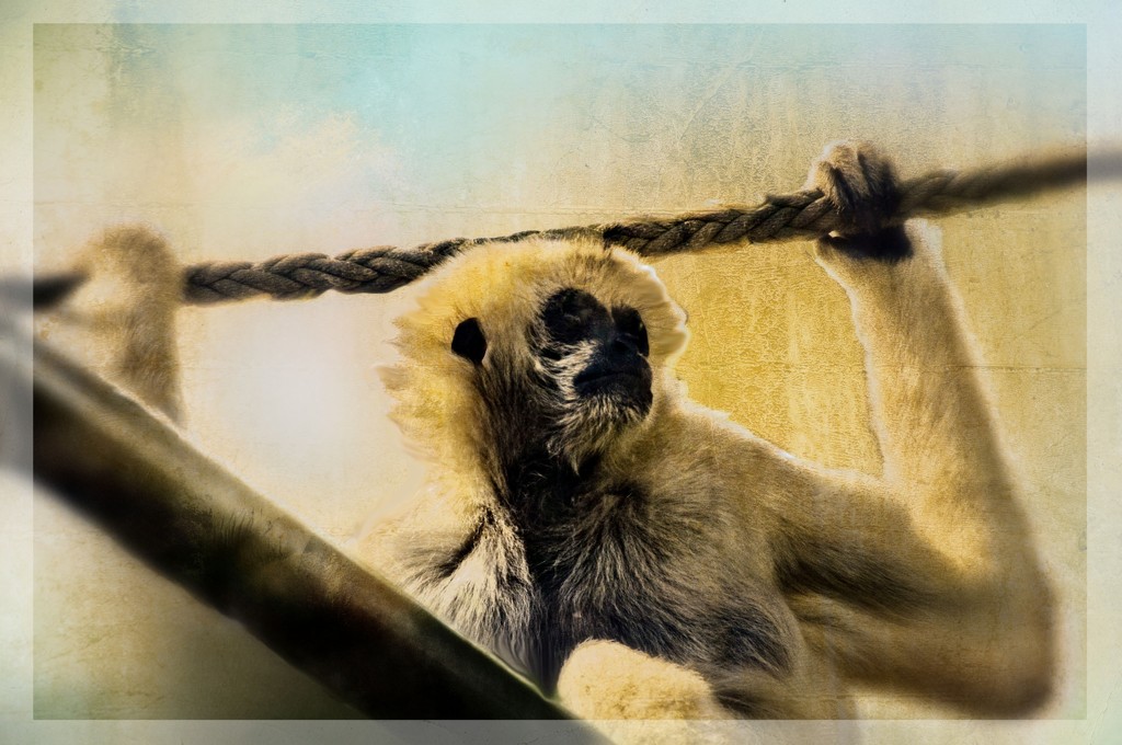 White Cheeked Gibbon by annied