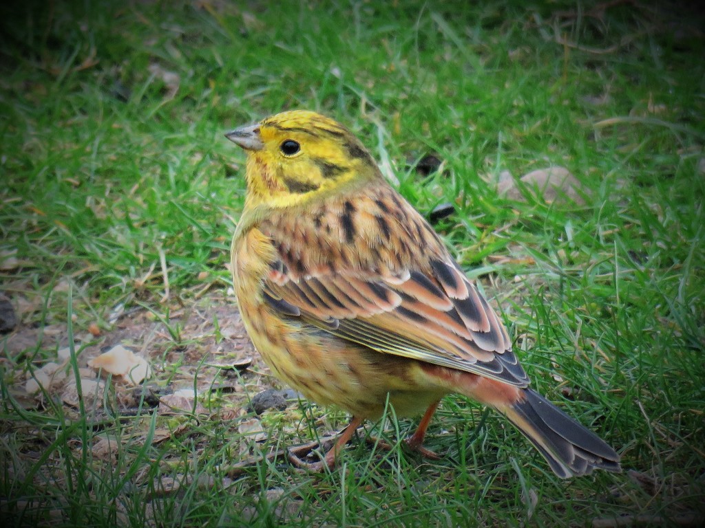 Garden Visitor - Yellowhammer by phil_sandford
