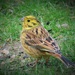 Garden Visitor - Yellowhammer by phil_sandford
