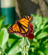 18th Feb 2017 - The majestic Monarch butterfly