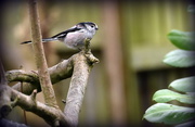 18th Feb 2017 - One of my little long tailed  tits