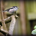 One of my little long tailed  tits by rosiekind