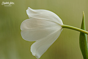 18th Feb 2017 - Tulip viewed from the side