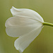 Tulip viewed from the side by elisasaeter
