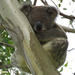 asymmetrical beauty by koalagardens