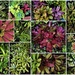 some of My Bromeliads ~ by happysnaps