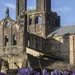 Crocuses at Kirkstall Abbey  by shepherdmanswife