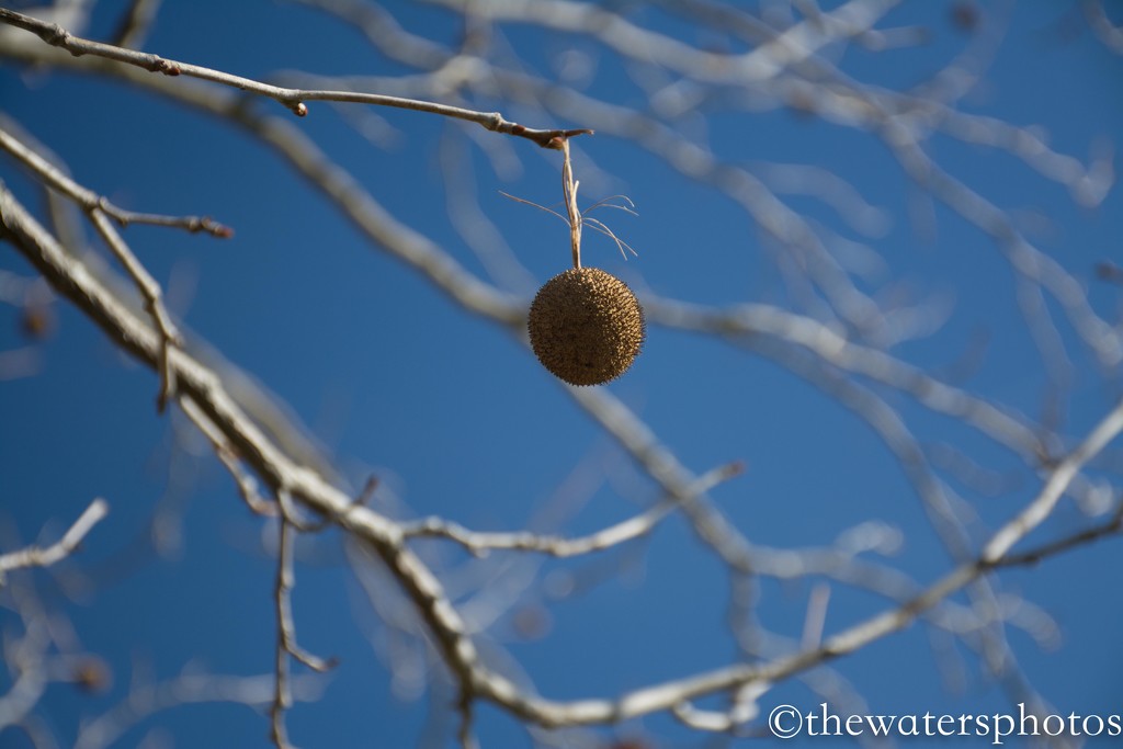 Sycamore seed by thewatersphotos
