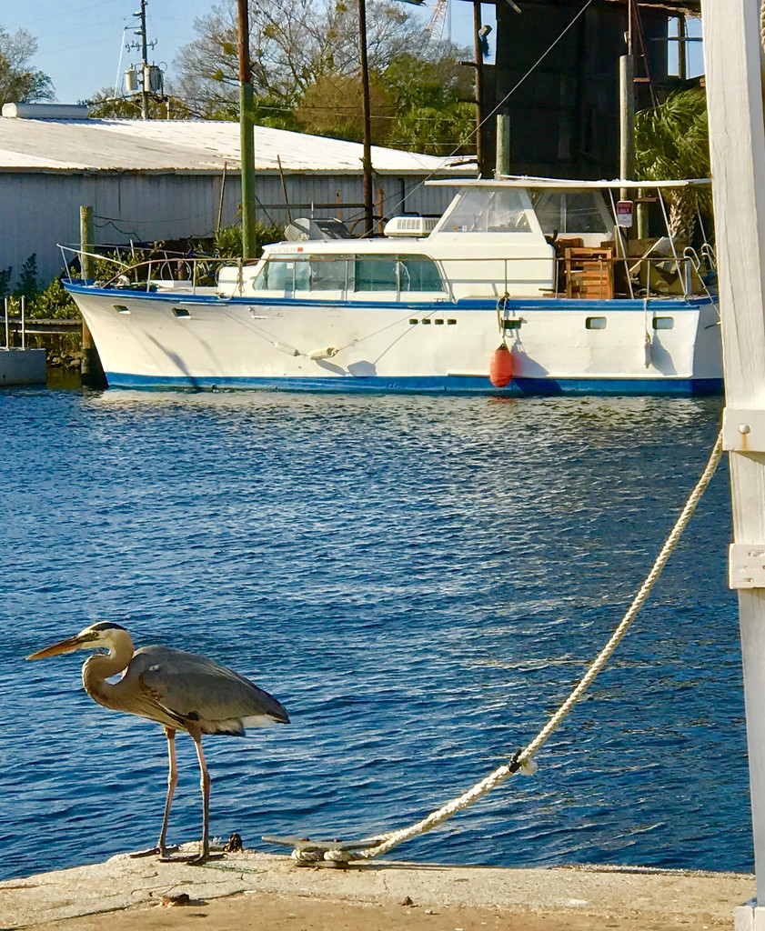 Tarpon Springs by gardenfolk