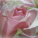 Soft rose by homeschoolmom