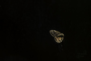 18th Feb 2017 - Day 48 Mini Moth