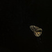 Day 48 Mini Moth by kipper1951