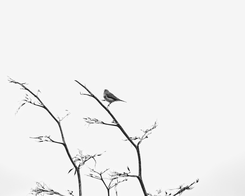 Bellbird  by kiwinanna