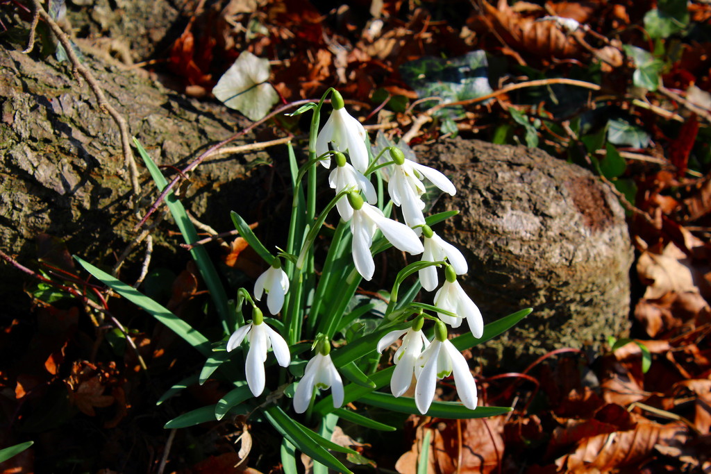 More snowdrops by jeff
