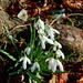 More snowdrops by jeff