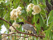 19th Feb 2017 - Friarbird in Bloodwood Tree