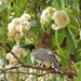 Friarbird in Bloodwood Tree by ubobohobo