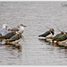 Lapwings And Ever Present Gulls by carolmw