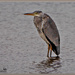 Grey Heron by carolmw