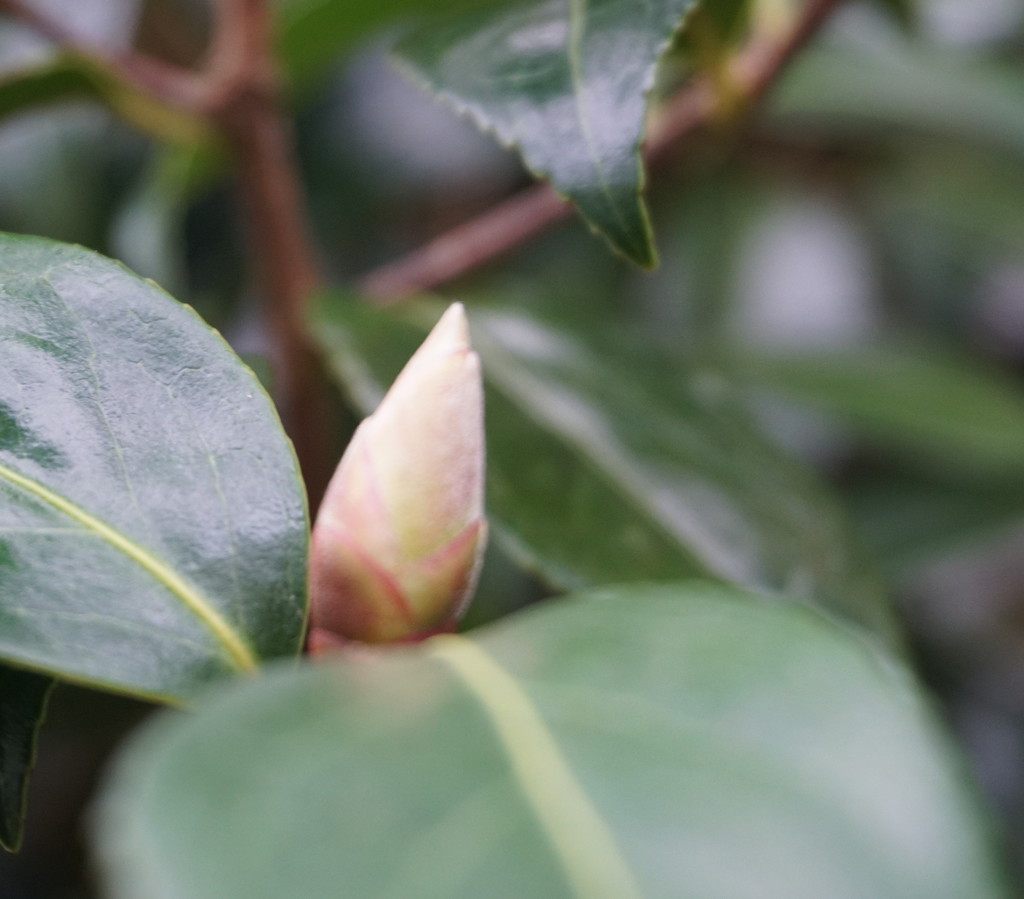camellia bud by sarah19