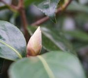 10th Feb 2017 - camellia bud