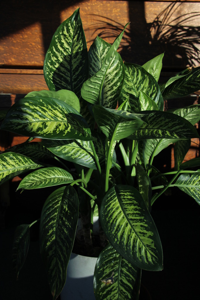 Dieffenbachia  by bjchipman