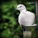 Collared dove  by rosiekind