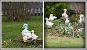 19th Feb 2017 - The ducks at Clumbercote