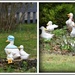 The ducks at Clumbercote by rosiekind