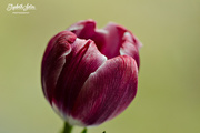 19th Feb 2017 - Purple tulip