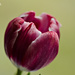 Purple tulip by elisasaeter