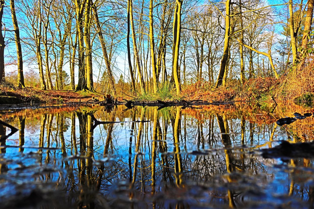 Reflections of Winter by phil_sandford