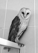 19th Feb 2017 - Barn Owl