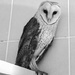 Barn Owl by salza