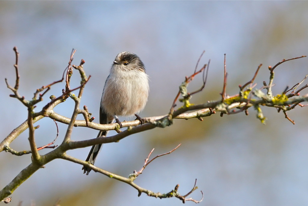 LITTLE LONG TAILED TIT by markp