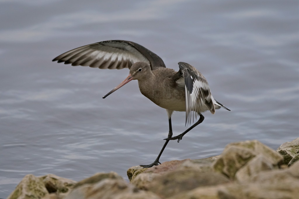 INCOMING GODWIT by markp