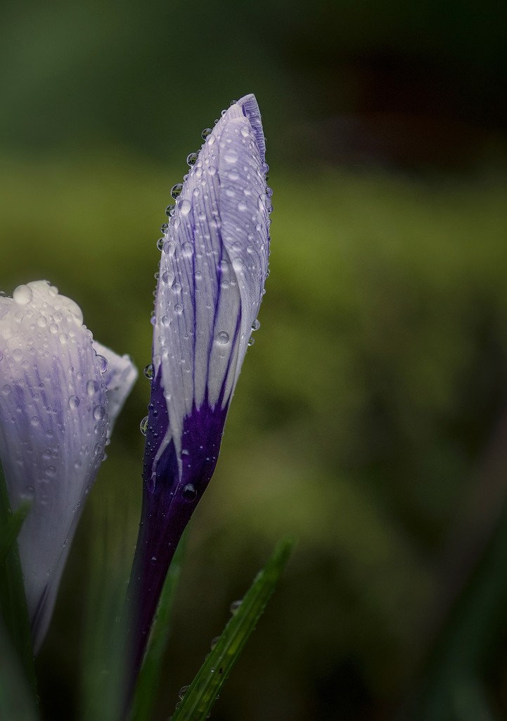 Signs Of Spring Amidst the Rain  by jgpittenger