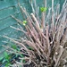 Hydrangea....pruned by jmdspeedy