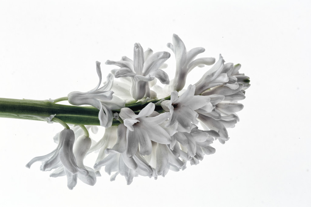 Breakaway Hyacinth   by megpicatilly